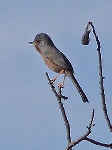 Singing male Dartford Warbler - Sylvia undata © John Muddeman